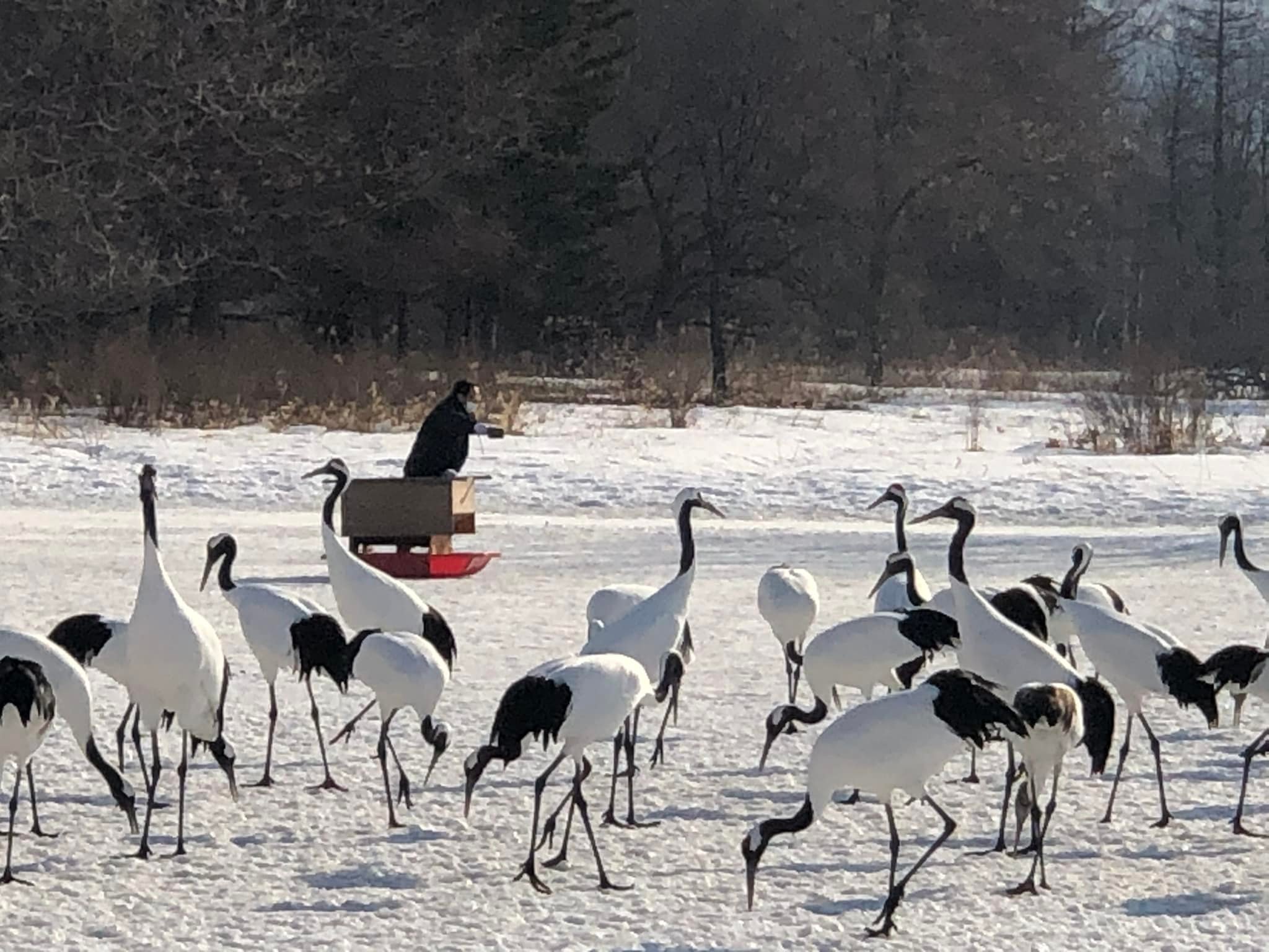 🏞️ 구시로시 붉은머리두루미 자연공원 (구시로시 단초즈루 시젠코엔) 이미지 7